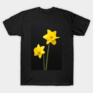 Daffodils in full bloom T-Shirt